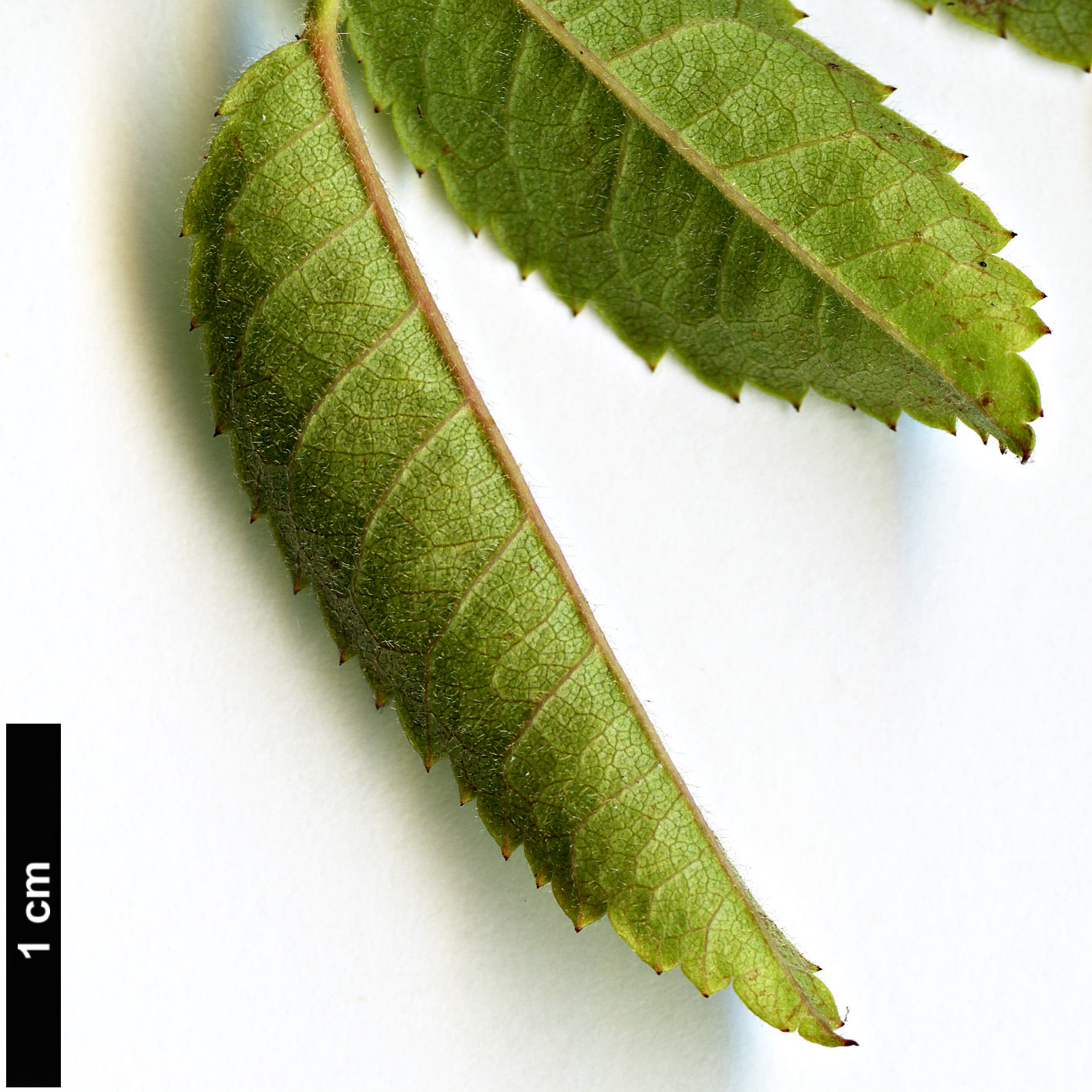 High resolution image: Family: Rosaceae - Genus: Rosa - Taxon: phoenicia